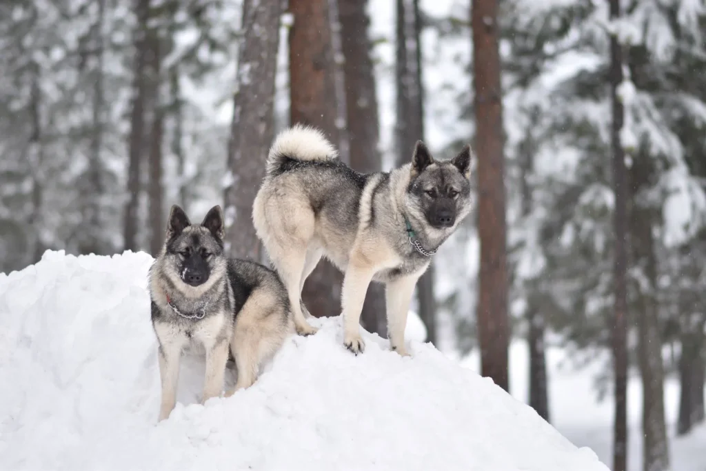 Norwegian Elkhound - télkedvelő kutyafajták