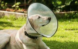 Gallér kutyának - beteg kutya ápolása