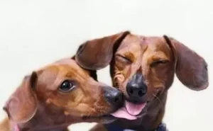 Kutyák nyalogatják egymást