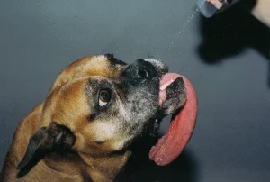 Brandy a leghosszabb nyelvű kutya