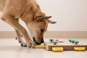 Logikai játék kutyának
