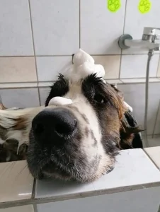 Moszkvai őrkutya kutyakozmetika - Egresvölgyi Alyusha