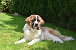 Moszkvai őrkutya rajongóknak