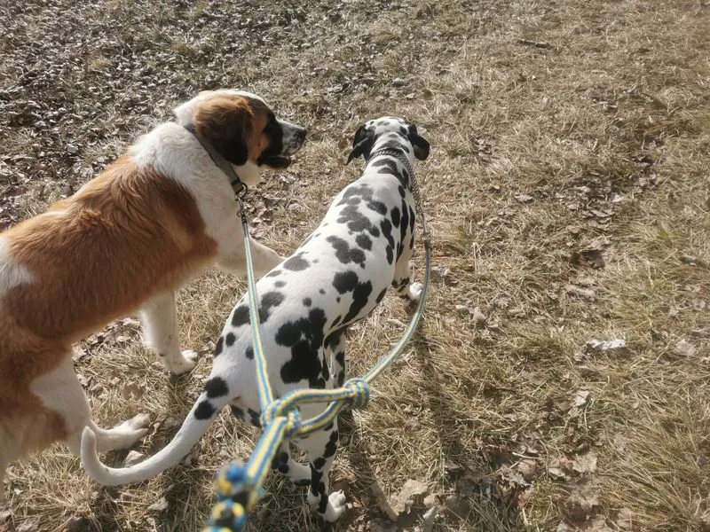 kutyasétáltatás - Liza és Daisy